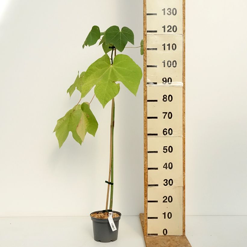 Esemplare di Firmiana simplex - Parasole cinese Vaso da 3L/4L come consegnato in autunno