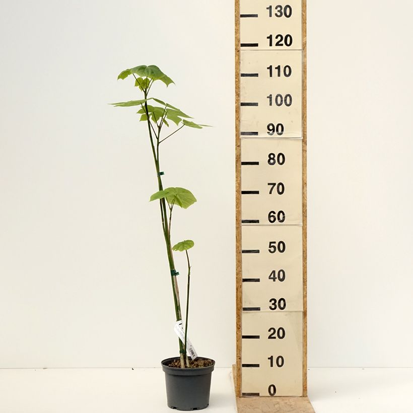 Firmiana simplex - Parasole cinese Vaso da 3L/4L esemplare consegnato in primavera