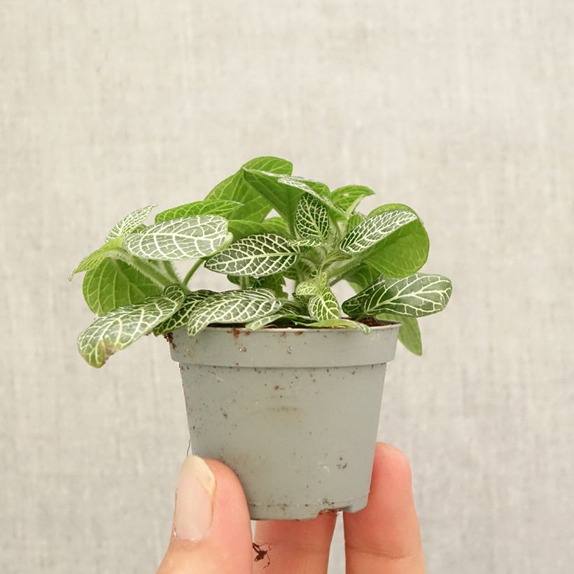 Esemplare di Fittonia Mini White Mini-plante come consegnato in autunno