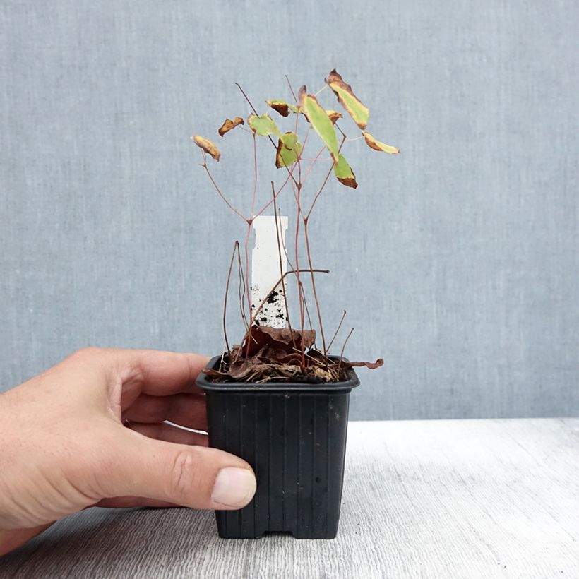 Esemplare di Epimedium grandiflorum Akebono Vasetto da 8/9 cm come consegnato in autunno