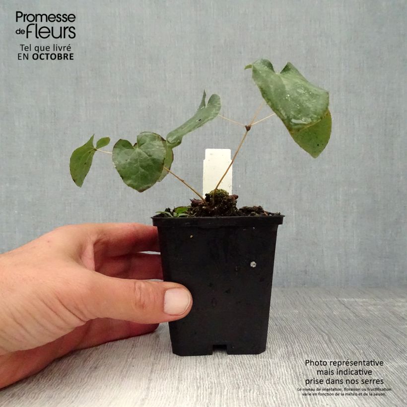 Esemplare di Epimedium pinnatum subsp. colchicum Vasetto da 8/9 cm come consegnato in autunno