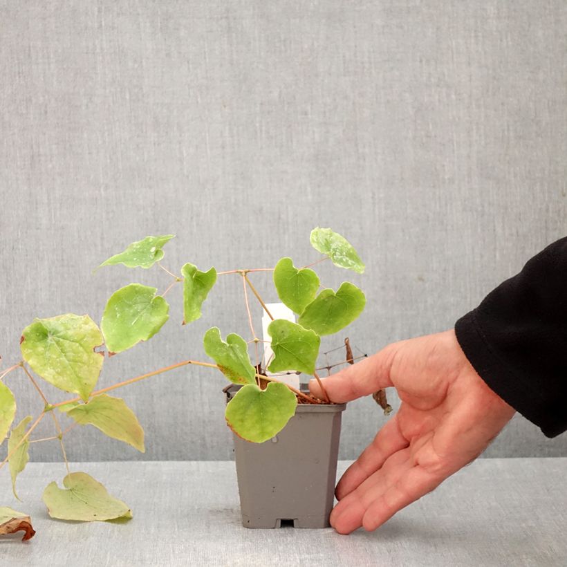 Esemplare di Epimedium pubigerum Vasetto da 8/9 cm come consegnato in autunno