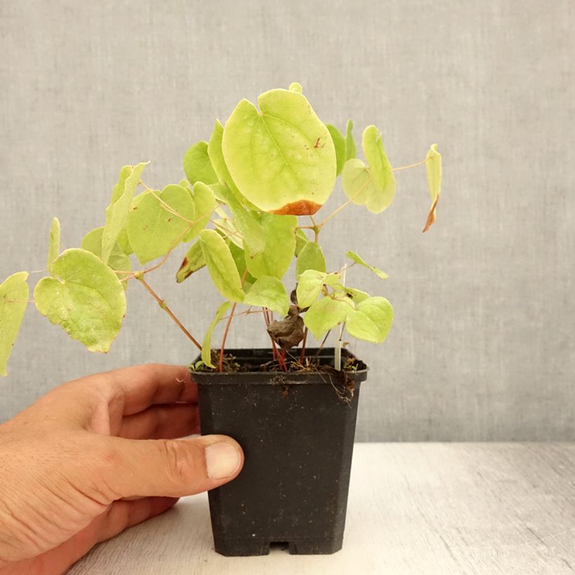 Esemplare di Epimedium pubigerum Vasetto da 8/9 cm consegnato in estate