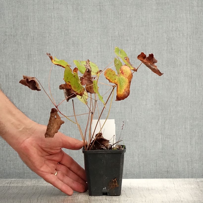 Esemplare di Epimedium pubigerum Orangekönigin Vasetto da 8/9 cm come consegnato in autunno