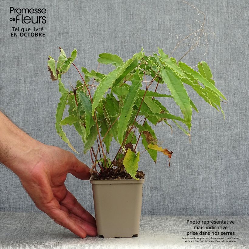 Esemplare di Epimedium Sphinx Twinkler Vasetto da 8/9 cm come consegnato in autunno