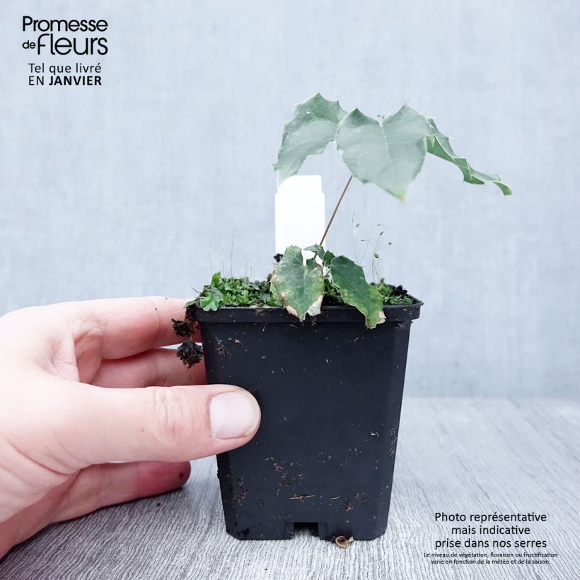 Epimedium wushanense Caramel Vasetto da 8/9 cm esemplare consegnato in inverno