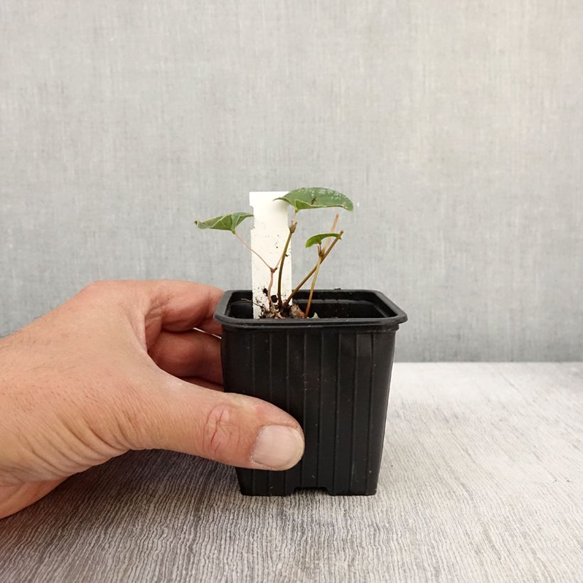 Esemplare di Epimedium Cupreum Vasetto da 8/9 cm come consegnato in autunno