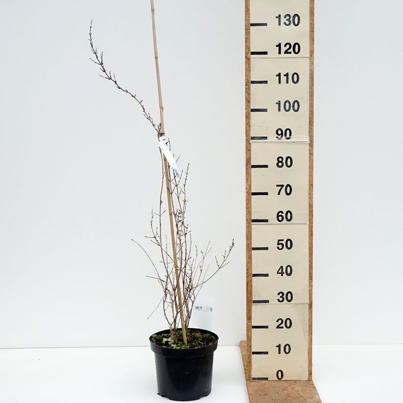 Esemplare di Abeliophyllum distichum - Forsizia bianca Vaso da 4L/5L come consegnato in autunno