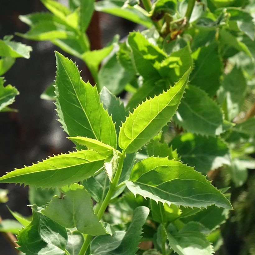 Forsizia Forbeesia (Fogliame)