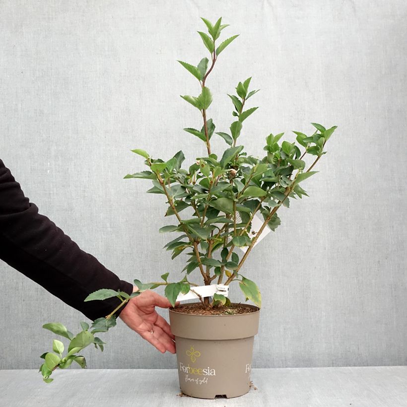 Esemplare di Forsizia Forbeesia Vaso da 4L/5L come consegnato in autunno