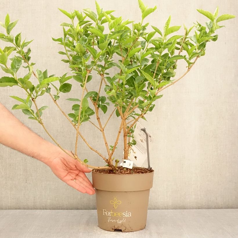 Forsizia Forbeesia Vaso da 4L/5L esemplare consegnato in primavera