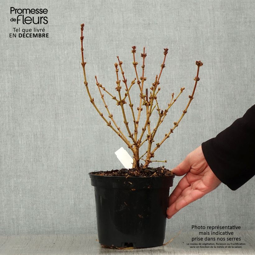 Esemplare di Forsizia Golden Times Vaso da 3L/4L come consegnato in autunno