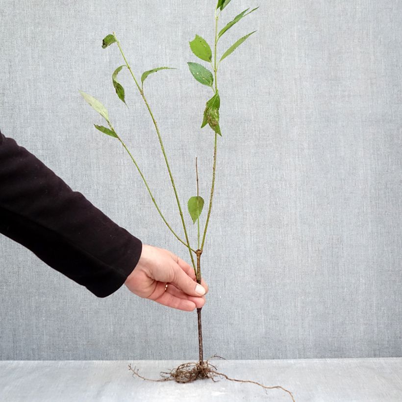 Forsizia Lyngold Piante piccole a radice nuda esemplare consegnato in inverno