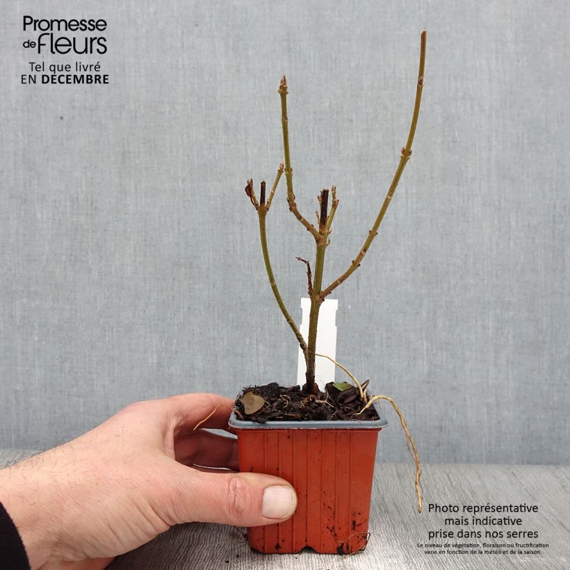Esemplare di Forsizia Spectabilis Vasetto da 8/9 cm come consegnato in autunno