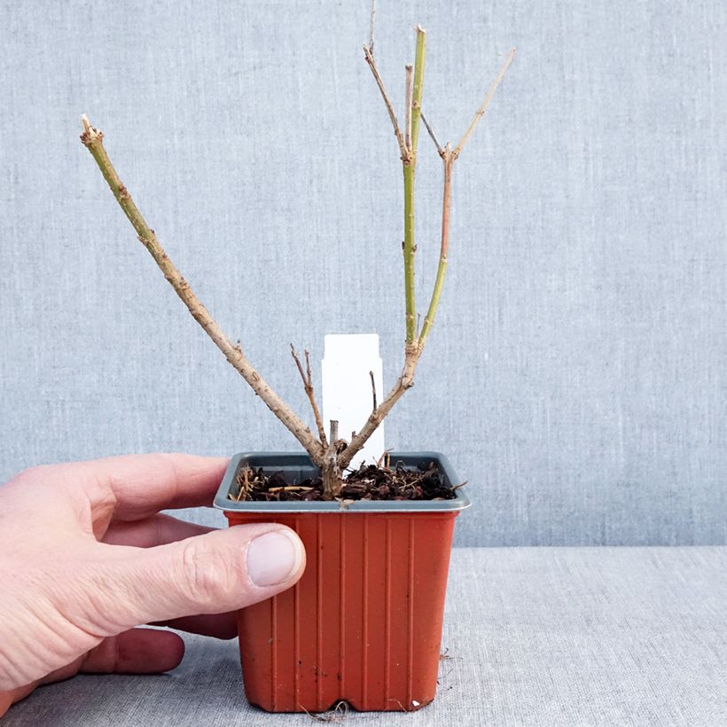 Forsizia Spectabilis Vasetto da 8/9 cm esemplare consegnato in inverno