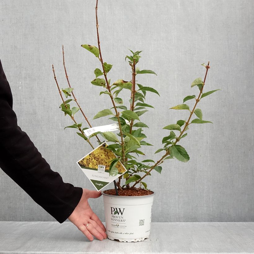 Esemplare di Forsythia koreana Flying Machine Vaso da 3L/4L come consegnato in autunno