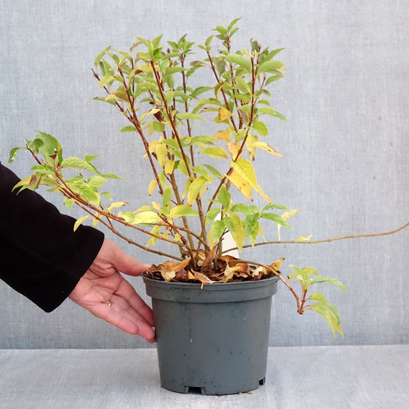 Esemplare di Forsythia koreana Kumsun Vaso da 3L/4L come consegnato in autunno