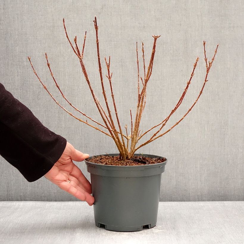 Forsythia koreana Kumsun Vaso da 3L/4L esemplare consegnato in inverno