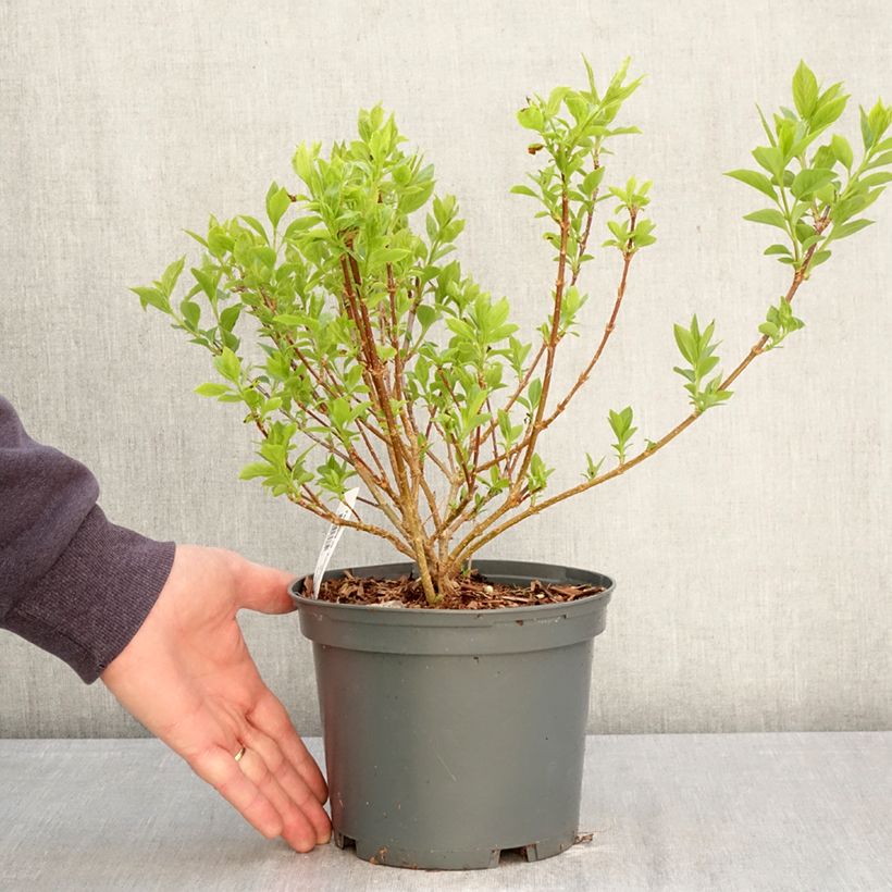 Forsythia koreana Kumsun Vaso da 3L/4L esemplare consegnato in primavera