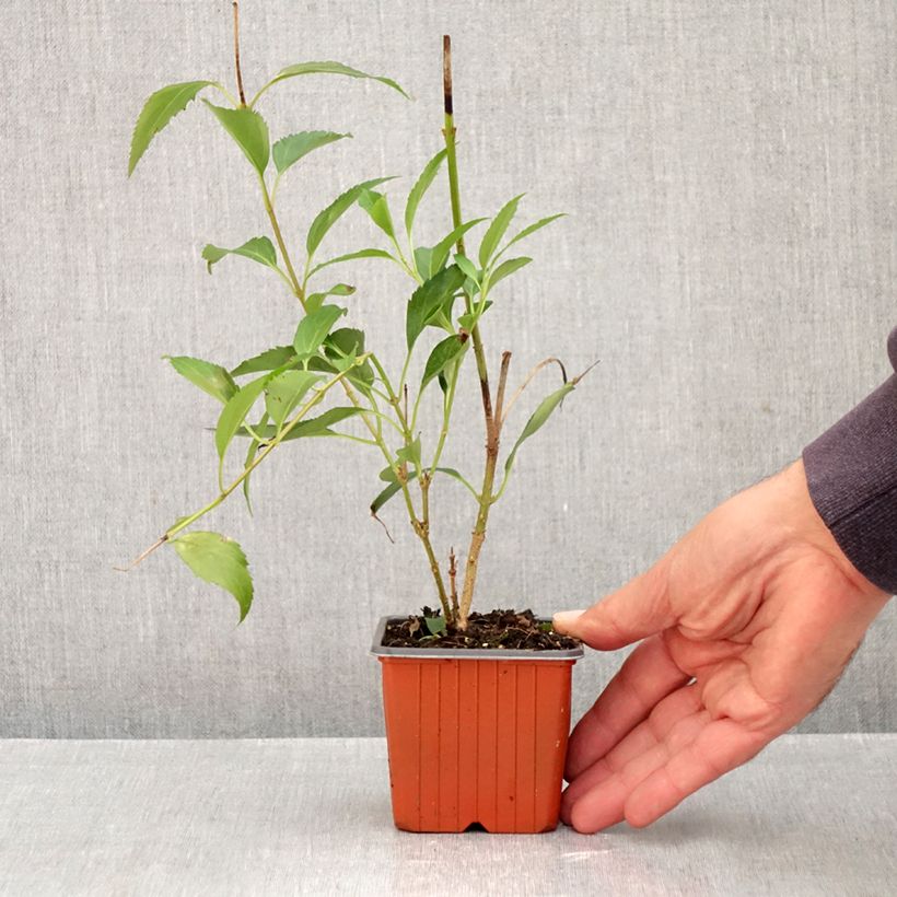 Esemplare di Forsizia Goldzauber Vasetto da 8/9 cm come consegnato in autunno