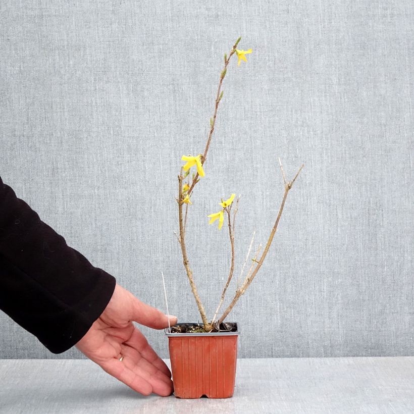 Forsizia Goldzauber Vasetto da 8/9 cm esemplare consegnato in primavera