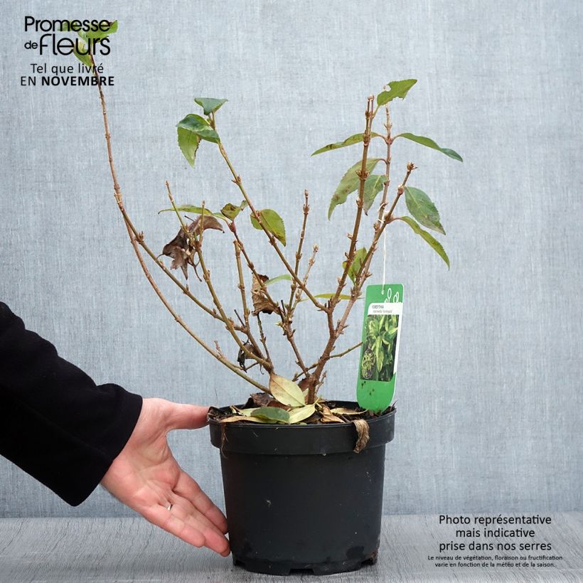 Esemplare di Forsizia Variegata Vaso da 3L/4L come consegnato in autunno