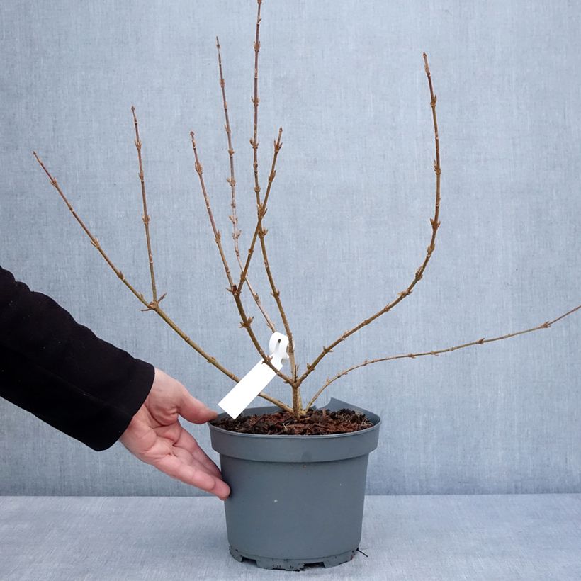 Forsizia Variegata Vaso da 3L/4L esemplare consegnato in inverno