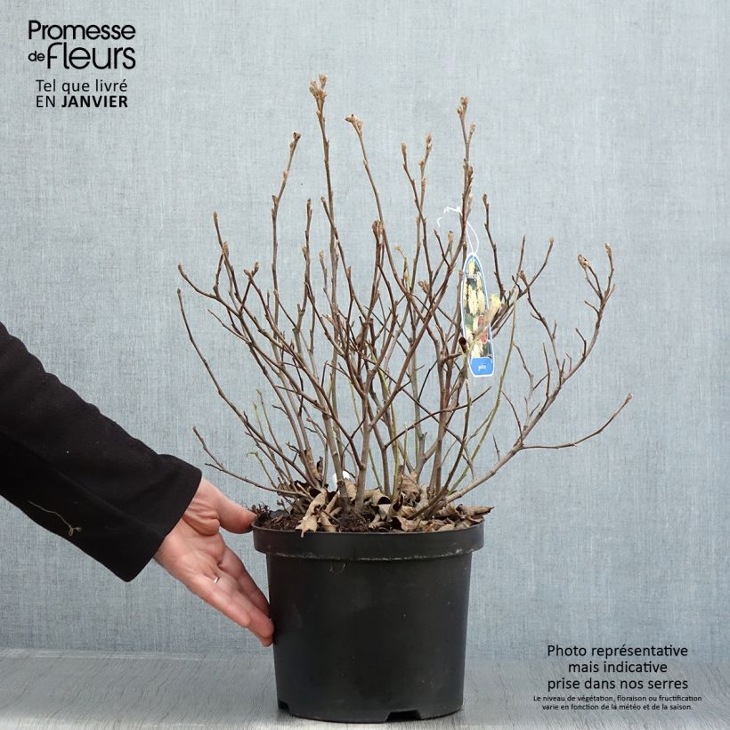 Fothergilla gardenii Vaso da 3L/4L esemplare consegnato in inverno