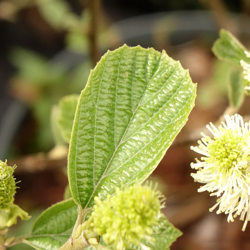 Fothergilla gardenii Suzanne (Fogliame)