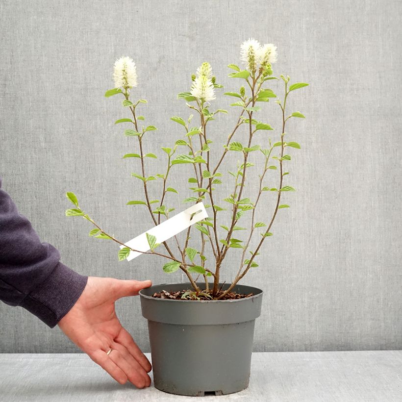 Fothergilla gardenii Suzanne Vaso da 4L/5L esemplare consegnato in primavera