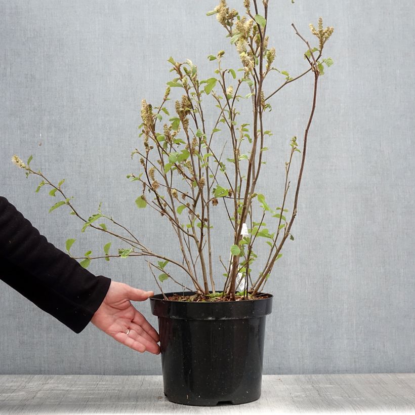 Fothergilla major Vaso da 7,5L/10L esemplare consegnato in primavera