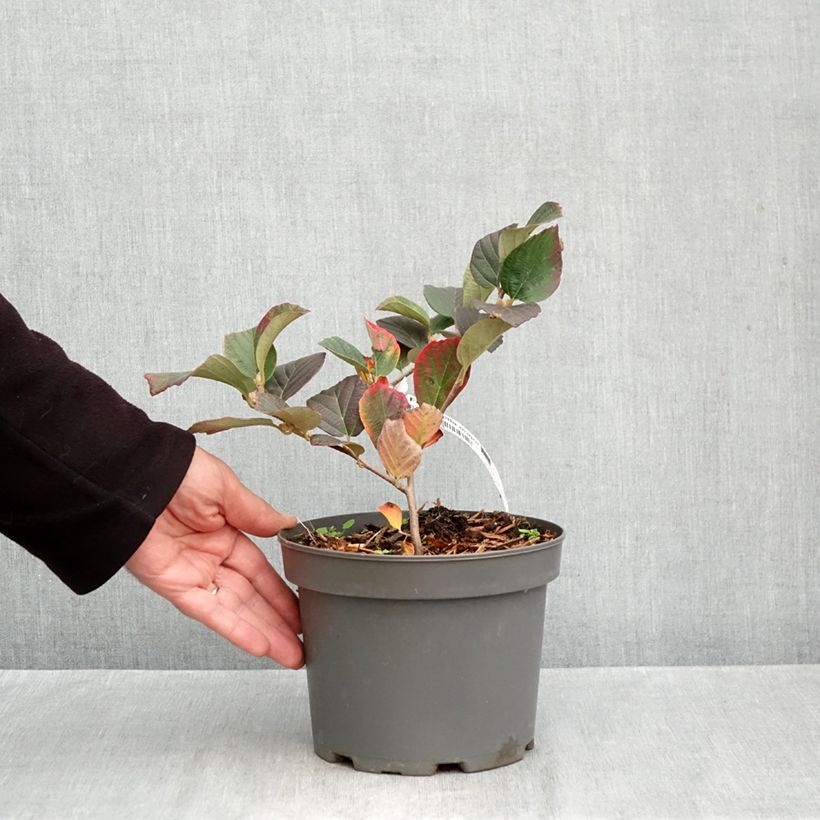 Esemplare di Fothergilla major Vaso da 3L/4L come consegnato in autunno