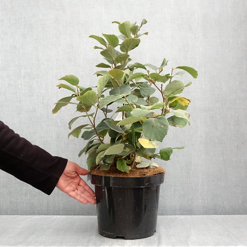 Esemplare di Fothergilla major Vaso da 7,5L/10L come consegnato in autunno