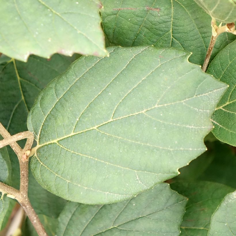 Fothergilla x intermedia Mount Airy (Fogliame)