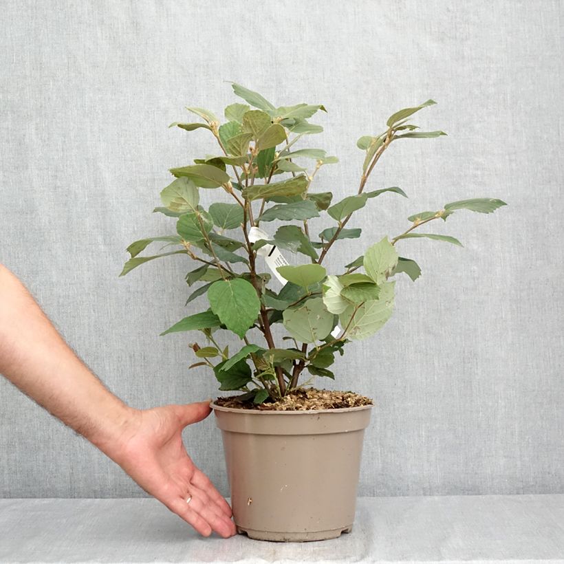 Esemplare di Fothergilla x intermedia Mount Airy Vaso da 4L/5L consegnato in estate