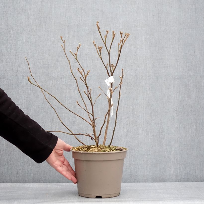 Fothergilla x intermedia Mount Airy Vaso da 4L/5L esemplare consegnato in inverno