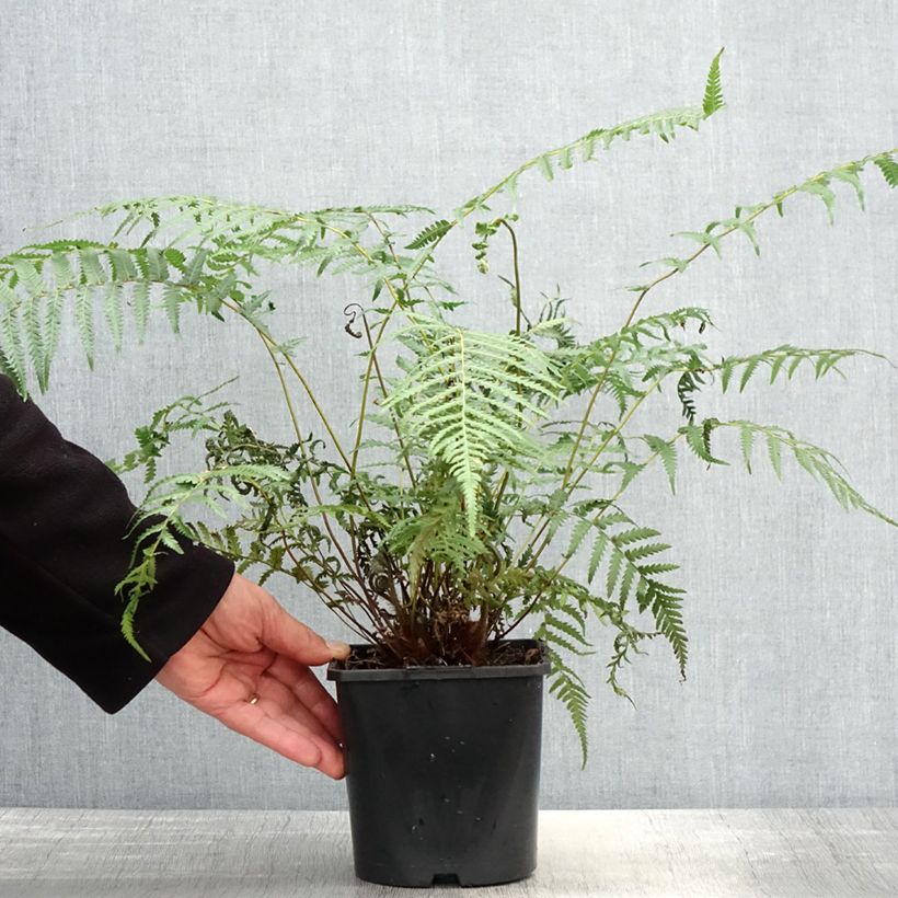 Dicksonia antarctica - Felce arborea Vaso da 2L/3L esemplare consegnato in primavera