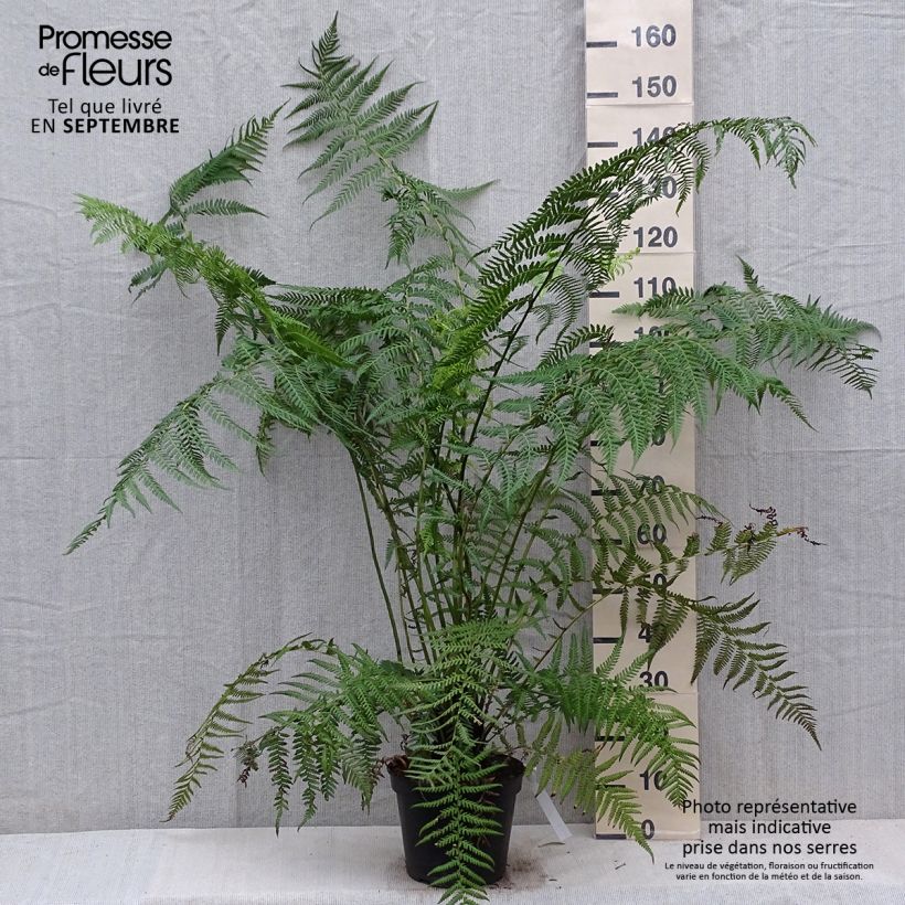Esemplare di Dicksonia antarctica - Felce arborea Vaso da 4L/5L come consegnato in autunno