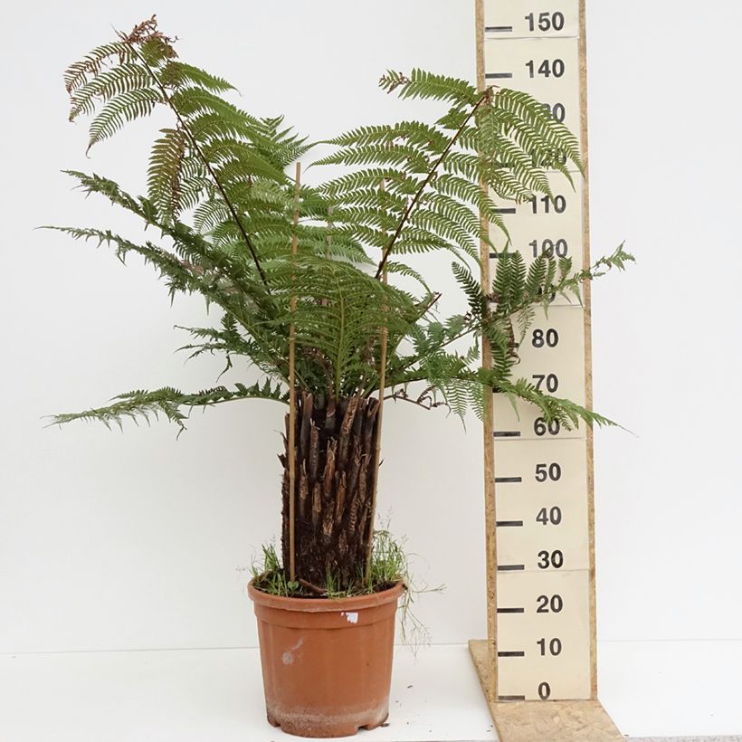 Dicksonia antarctica - Felce arborea Vaso da 18L/20L, Vaso impalcato alto esemplare consegnato in primavera