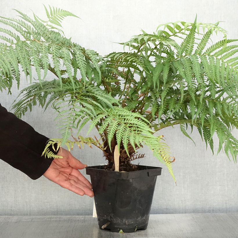 Esemplare di Dicksonia fibrosa - Felce arborea dorata Vaso da 3L/4L come consegnato in autunno