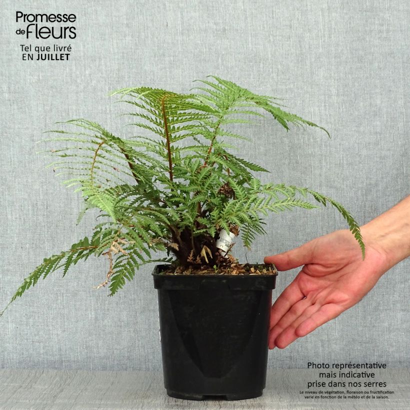 Esemplare di Dicksonia fibrosa - Felce arborea dorata Vaso da 3L/4L consegnato in estate