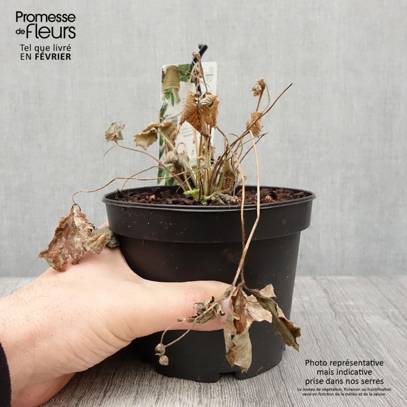 Fragola Yellow Wonder Vaso da 1,5L/2L esemplare consegnato in inverno