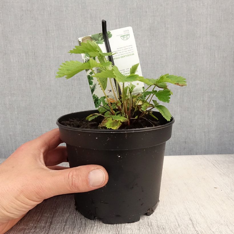 Fragola Yellow Wonder Vaso da 1,5L/2L esemplare consegnato in primavera