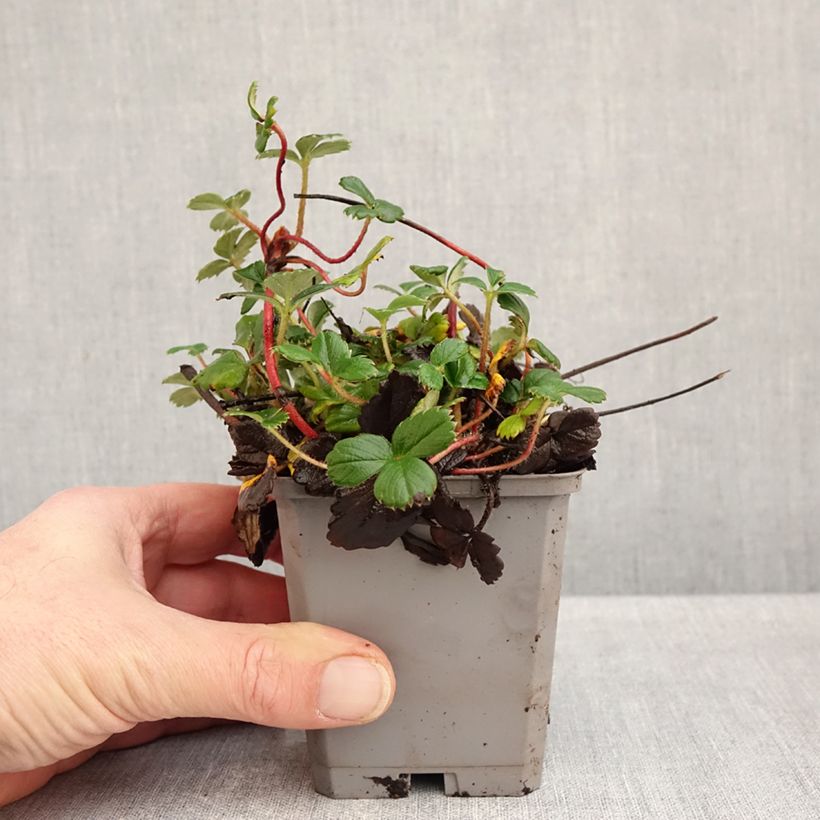 Esemplare di Fragola Vasetto da 8/9 cm come consegnato in autunno