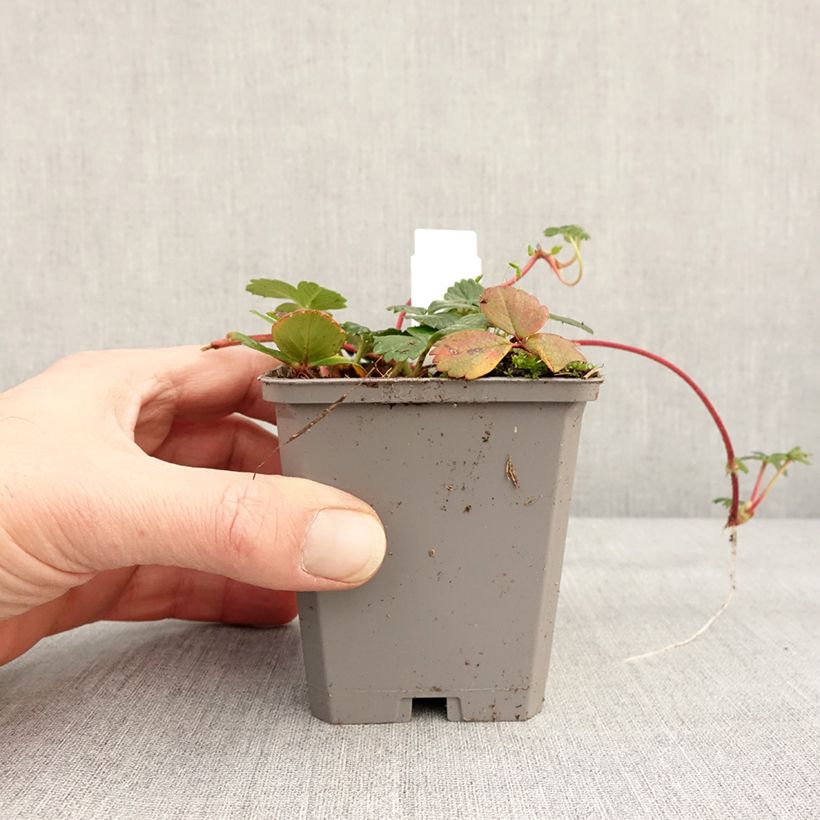 Fragola Vasetto da 8/9 cm esemplare consegnato in inverno