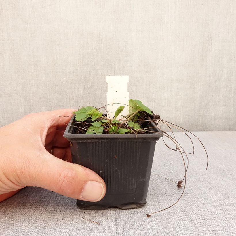 Fragolina di bosco Rügen Vasetto da 8/9 cm esemplare consegnato in primavera