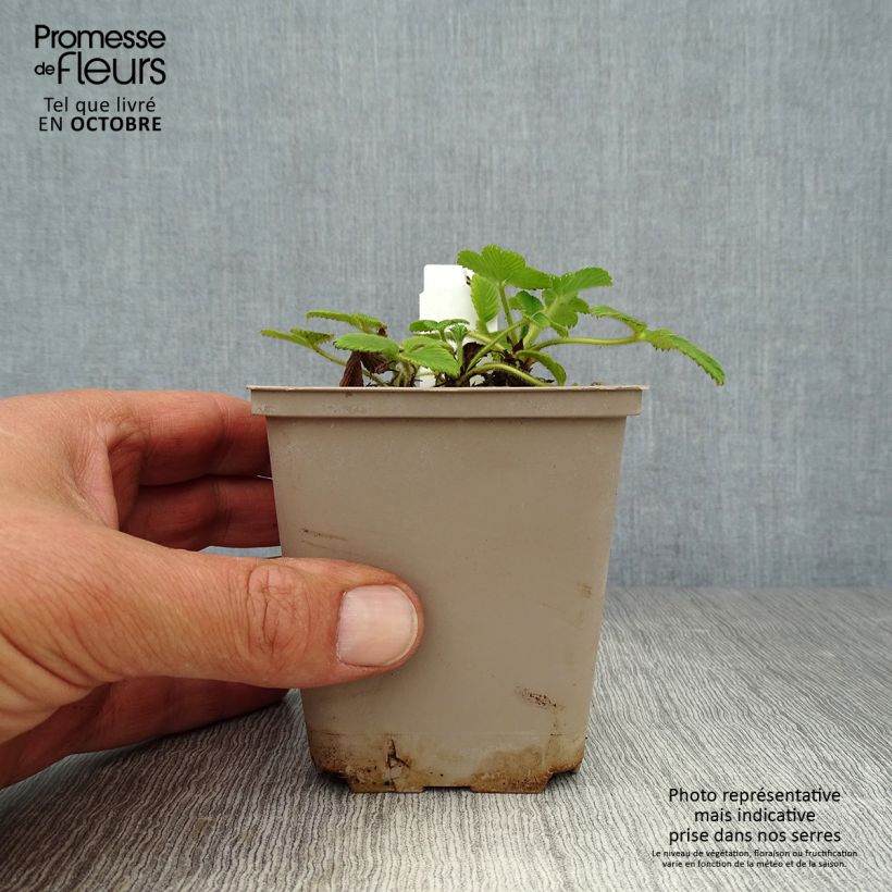 Esemplare di Fragaria nubicola Mont Omei Vasetto da 8/9 cm come consegnato in autunno