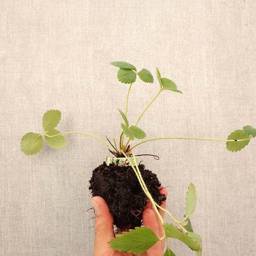 Esemplare di Fragola rifiorente Anaïs Bio Zolla 5 cm x 7 cm come consegnato in autunno