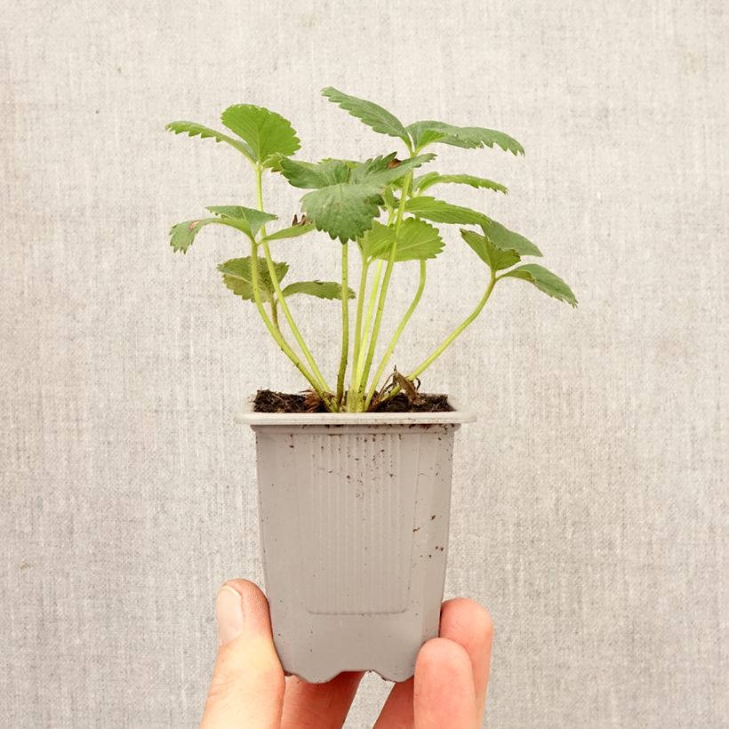 Fragola rifiorente Anaïs (in vasetto ø 7 cm) zolla 4 cm x 4,5 cm esemplare consegnato in primavera