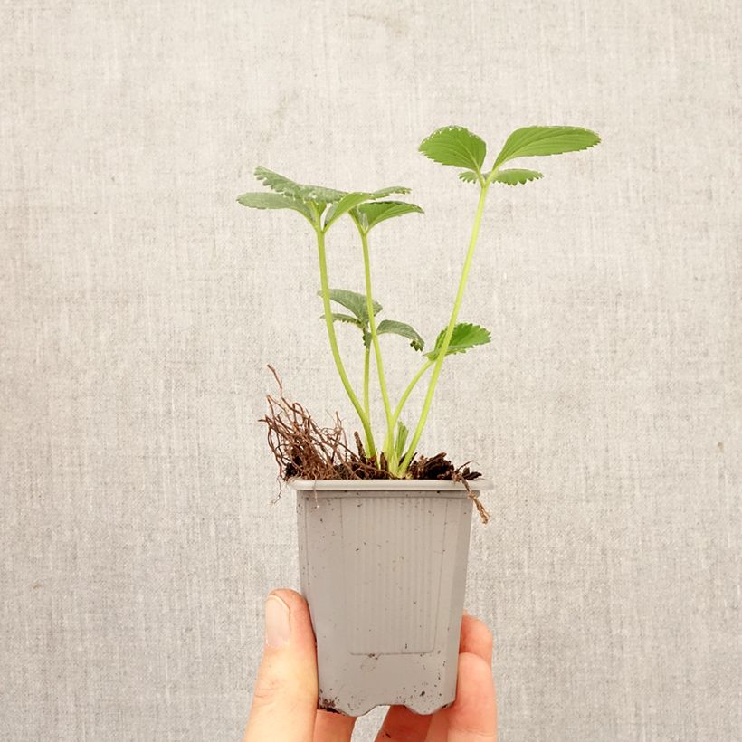 Fragola rifiorente Charlotte zolla 4 cm x 4,5 cm esemplare consegnato in primavera